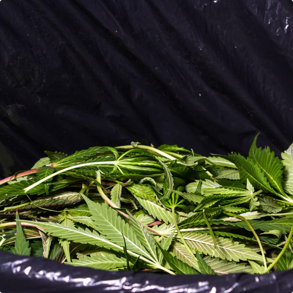 trash can filled with marijuana leaves