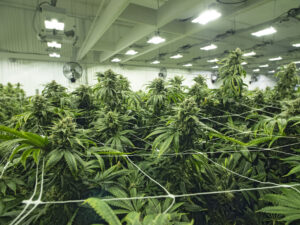 cannabis industry news