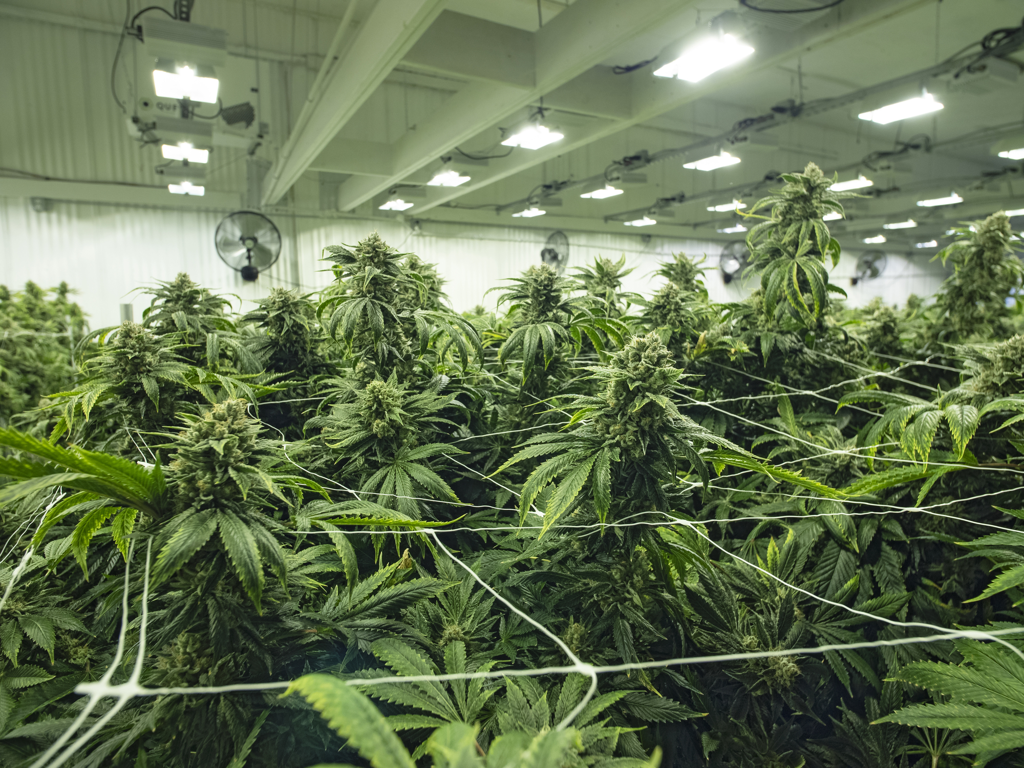 5 Things to Know About Cannabis Compliance in California