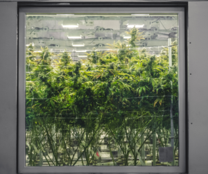 indoor growing cannabis