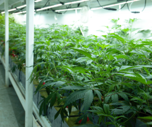 indoor growing cannabis