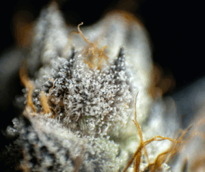 outdoor cannabis growing
