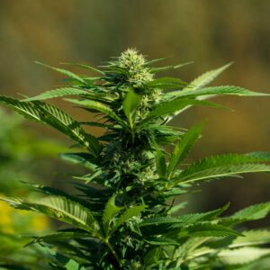difference between hemp biomass and cbd flower