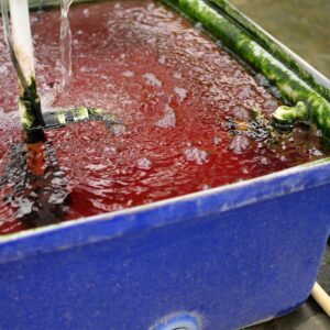 hydroponic fertilizer