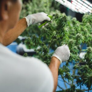 cutting cannabis plants